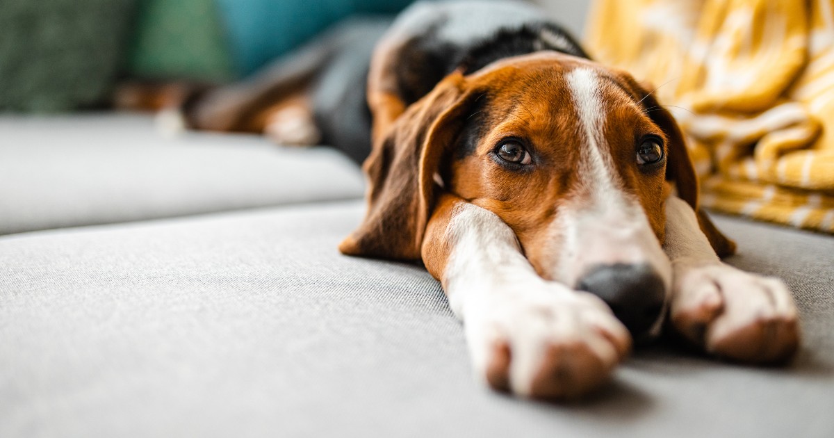 O que fazer em caso de maus-tratos e abandono de animais no condomínio?