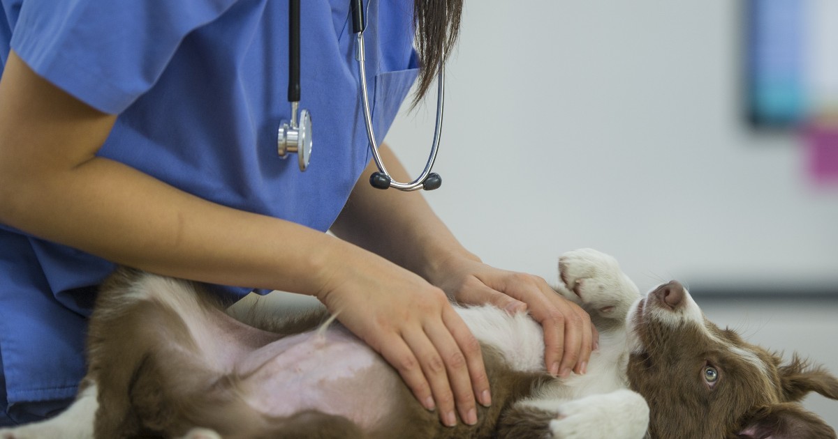 O que você precisa saber sobre o seguro pet